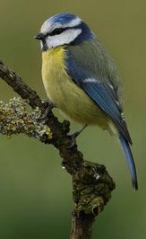 Blaumeise (Cyanistes caeruleus, Syn.:
              Parus caeruleus)
