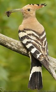 Wiedehopf (Upupa
              epops)