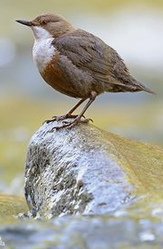 Wasseramsel
              (Cinclus cinclus)