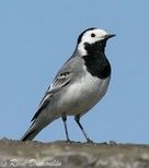 Bachstelze
              (Motacilla alba)