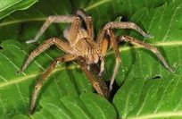 Wolfsspinne
              (Lycosidae)