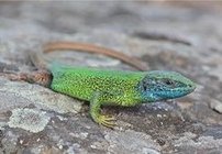 �stliche Smaragdeidechse (Lacerta viridis)