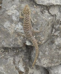 Machu Picchu, the lizard is a clear sign for
                      living dry stone walls in sunny positions