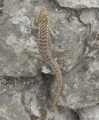 Machu Picchu, el
                              lagarto es una clara indicaci�n de que
                              aqu� hay muros de piedra seca...