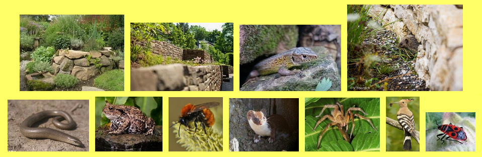 Dry stone wall in a wild
                                  garden [43] - dry stone wall in
                                  terraces [44] - Sand lizard in a dry
                                  wall [45] - Hedgehog in dry wall [46]
                                  -- Blindworm (Anguis fragilis) [16] -
                                  European toad (Bufo bufo) [12] - Wild
                                  bee: Solitary bee: Red-furred sand bee
                                  (Andrena fulva) [9] - Common weasel
                                  (Mustela nivalis) [14] - Wolf spider
                                  (Lycosidae) [36] - Hoopoe (Upupa
                                  pepops) [28] Fire bug (Pyrrhocoridae)
                                  [34]