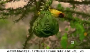 V�gel werden angelockt und
                    verbreiten Baumsamen 01