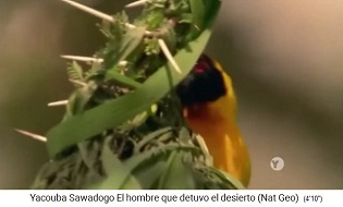 V�gel werden angelockt und
                    verbreiten Baumsamen 02