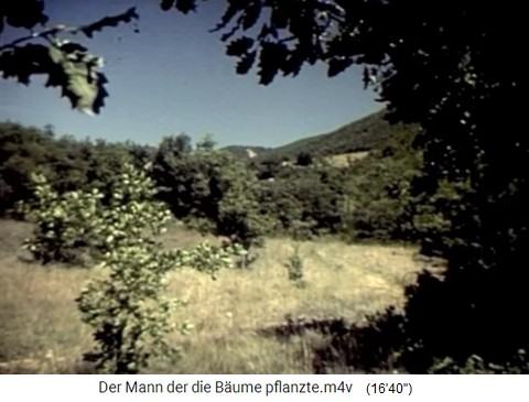 Weide mit Jungb�umen in den S�dalpen