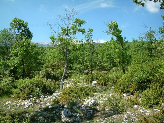 Alta Provenza, joven bosque de robles en un suelo
                  blanco k�rstico con el Monte Ventoux al fondo