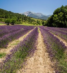 Campo de lavanda en el valle de Dr�me