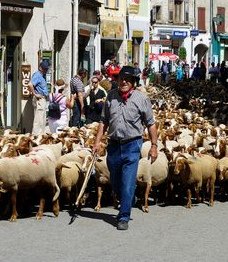 Un pastor con un reba�o de ovejas en Castellane,
                  subiendo a los Alpes, Alta Provenza