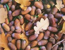 Bellotas con
                  hojas de roble