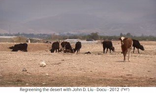 Jordanien, eine Kuhherde auf W�stenboden