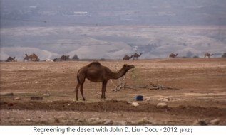 Jordanien, Kamele in der W�ste
                      fressen den letzten Rest