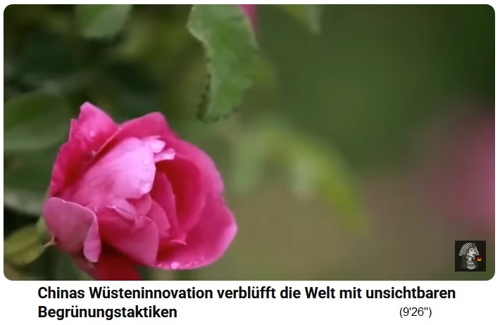 China Lutjan: Rosen in der W�ste, Zoom