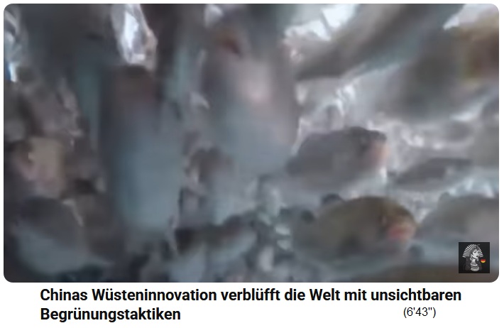 China Shinjang: Fischfarm
                              mit Fischen