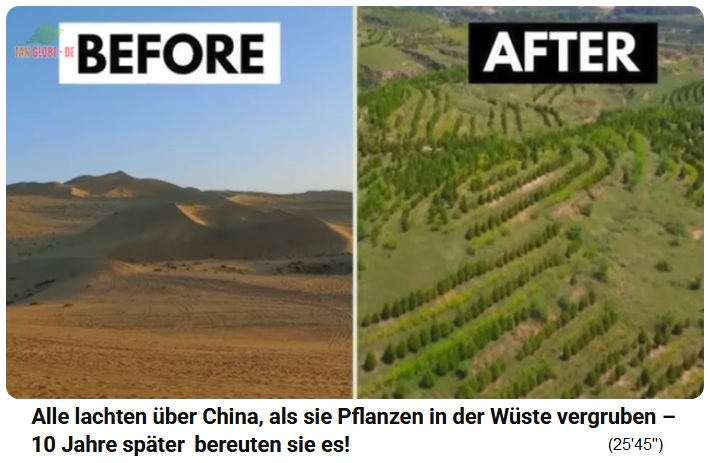 W�ste in Wald verwandeln - vorher
                        - nachher