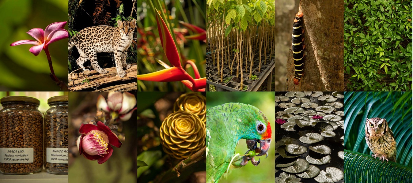 Brasilien:
                                    Die Farm Bulcão: Beispiele der
                                    heutigen Pflanzen+Tierwelt