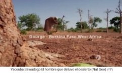 Yacouba Sadabogo in Gourga (Burkina
                    Faso) hackt Erdl�cher in den harten Erdboden, um
                    B�ume zu pflanzen