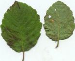 Alder leaves of grey alder
