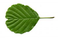 Alder leaf of black alder