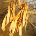 Brown
                        ash seed