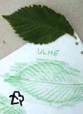 Characteristically asymmetrical elm
                          leaf