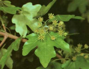 Field maple leaves with flowers