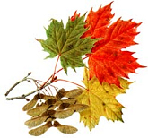 Norway maple leaves with autumn
                          colours