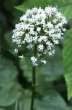 White
                              valeriana