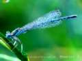 Blue dragonfly