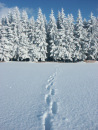 Fir forest in the snow with traces in
                            the snow, with typical silhouette in the
                            sky