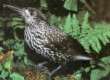 Spotted Nutcracker