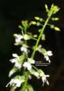 Enchanter's nightshade - Hexenkraut