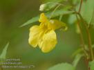 Impatiens
                          noli-tangere -- R�hrmichnichtan,
                          R�hr-mich-nicht-an