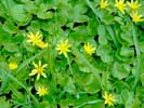 Lesser Celandine -- Scharbockskraut
