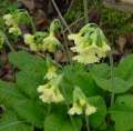 Cowslip primerose -- Schl�sselblume