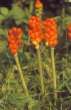 Arum: The berries are
                          deadly poisonous. -- Aronstab-Beeren