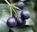 Ivy berries are an
                          important food for birds in winter --
                          Efeubeeren