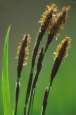 Hairy sedge -- Seggengras