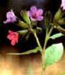 Lungwort, an
                              important healing plant -- Lungenkraut