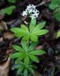 Blooming woodruff, no forest
                          without woodruff! -- Waldmeister
