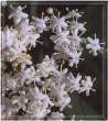 Flowers
                            of the elder bush (also: black elder) --
                            Holunderbl�ten