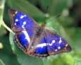 Purple emperor only
                            lives at sunny edge of the forest -- Grosser
                            Schillerfalter