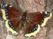 Mourning cloak only lived at sunny edge
                            of the forest -- Trauermantel