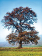 English
                          oak -- Stieleiche