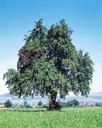 Wild pear -- Wildbirne