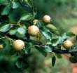 Wild pears -- Wildbirne: die
                            wilden Birnen