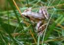 Agile
                          frog -- Springfrosch