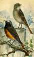Common redstart -- Gartenrotschwanz
                            M�nnchen und Weibchen, m�nnlich weiblich